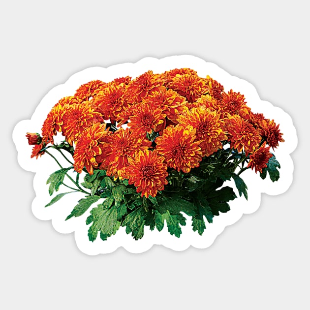 Chrysanthemums - Orange Chrysanthemum Bouquet Sticker by SusanSavad